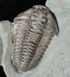 Large Flexicalymene Trilobite With Roller #13380-1